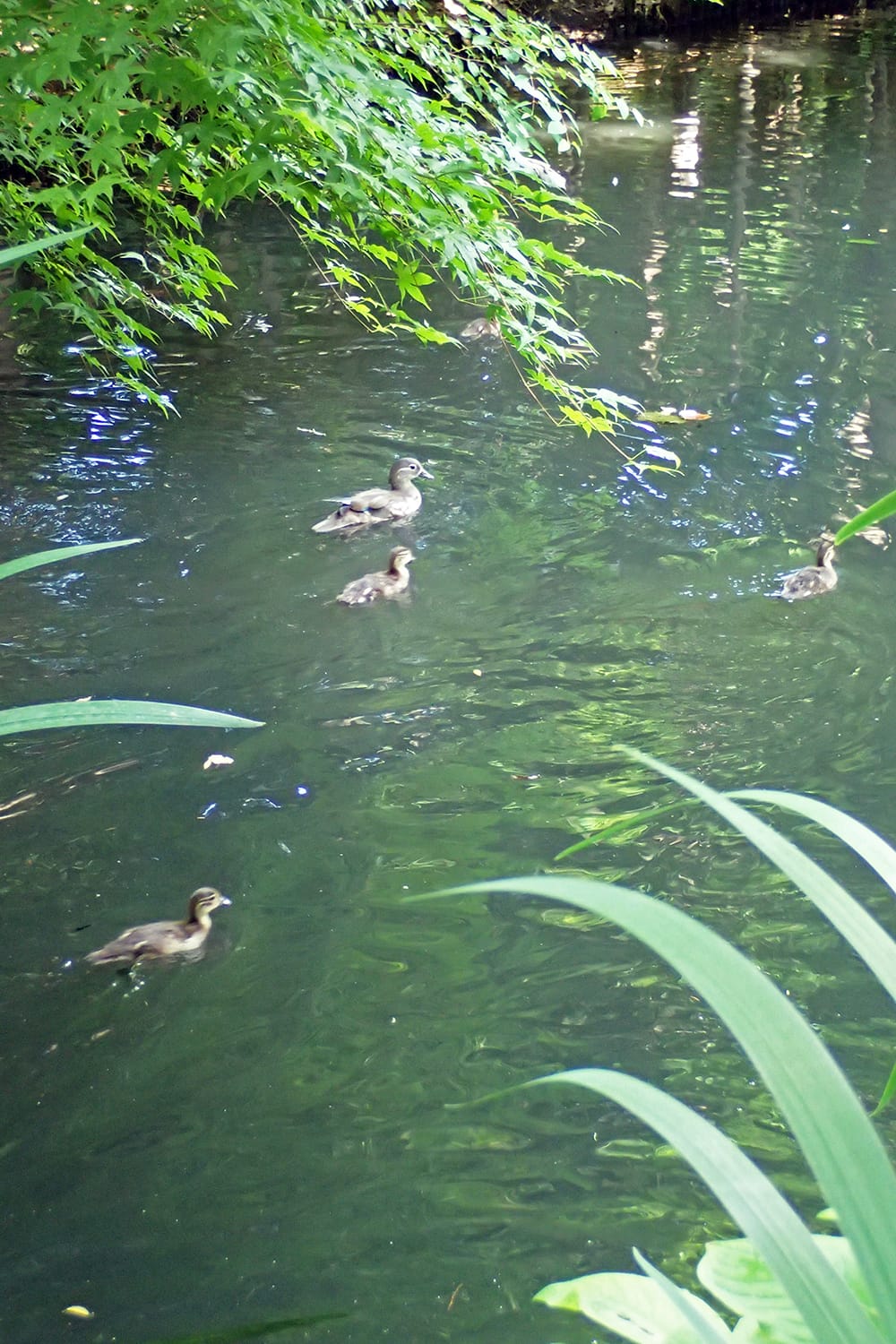 円山公園の池を泳ぐオシドリの親子（親鳥と幼鳥）