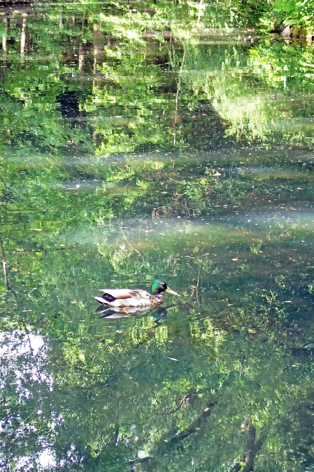 札幌円山公園の池の中の鴨のオス生殖羽 エクリプスではない繁殖期の雄