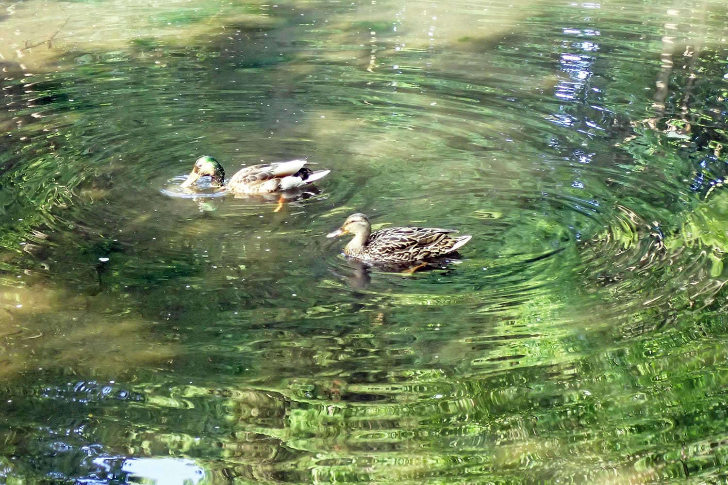 池の泳ぐ真鴨（マガモ）のつがい 札幌市円山公園の上の池