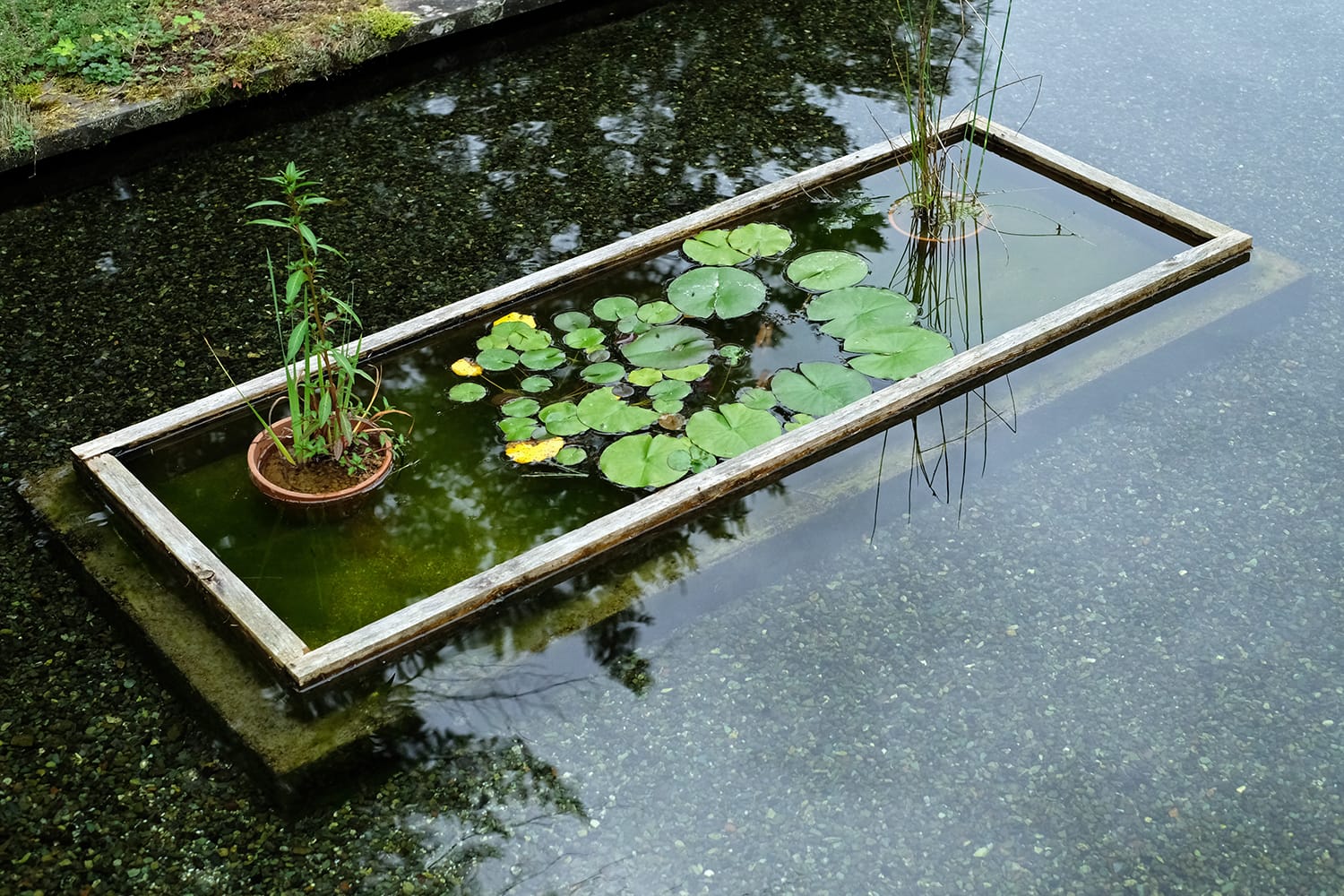 MEON農苑（ミオンのうえん）ガーデンの水路で育つ睡蓮ヒツジグサ