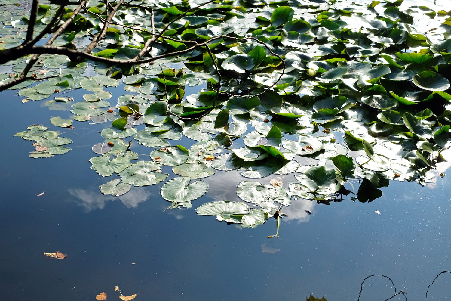 北海道庁赤レンガ庁舎の池の睡蓮の葉