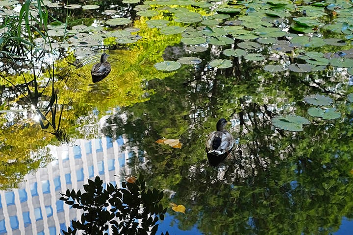 北海道庁赤れんが庁舎の池に佇むカモの番いと睡蓮と水面に映るビル