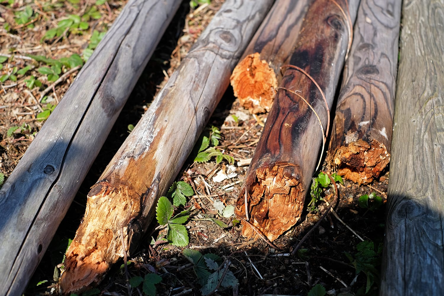 木材腐朽菌でボロボロになった焼き丸太の根元