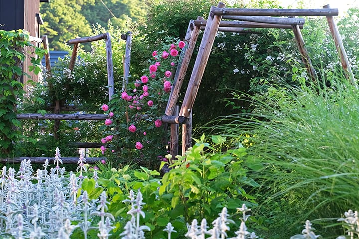 北海道札幌のローズとハーブのガーデン メドウガーデンの庭 夏至の頃
