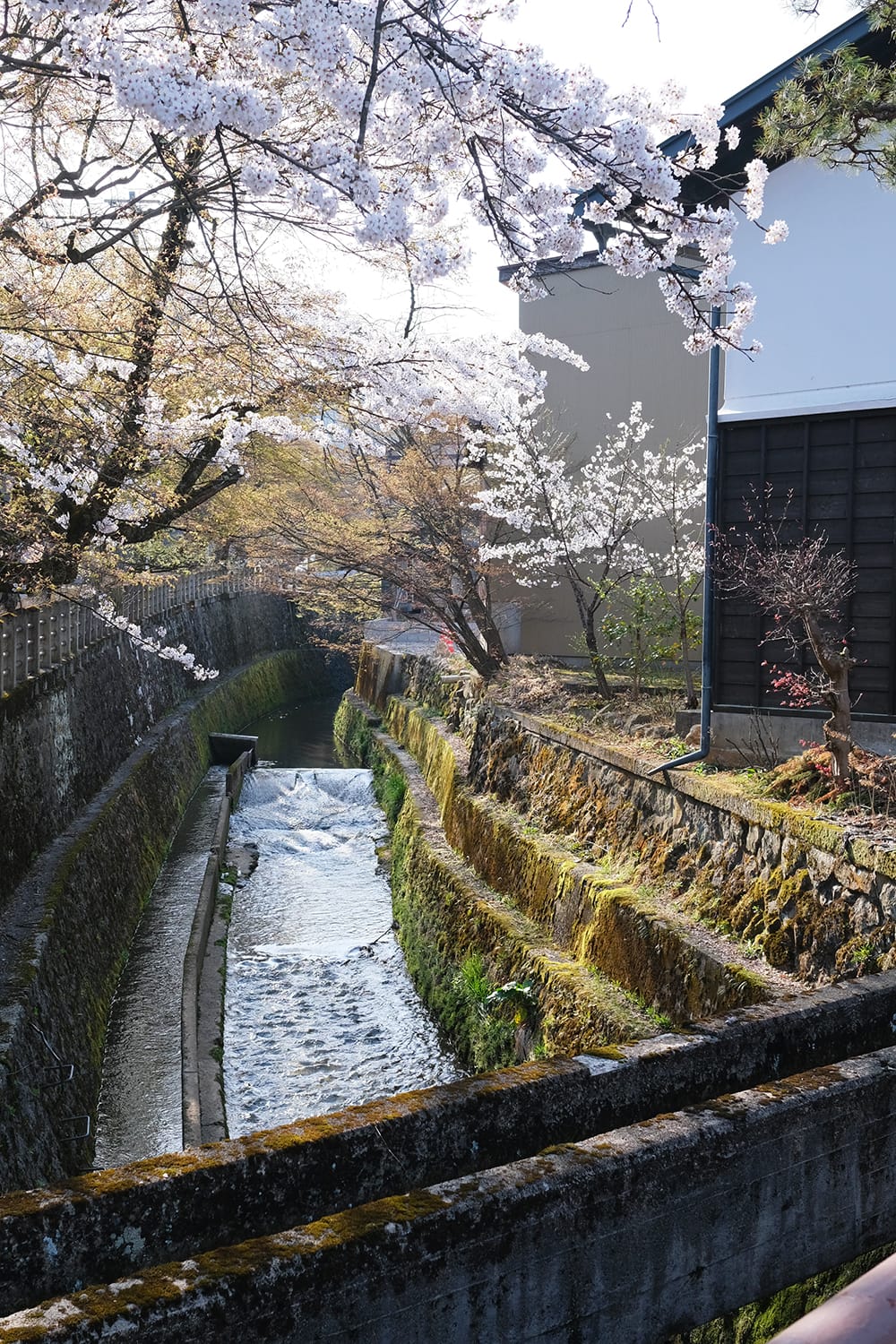 江名子川の左京橋から桜を眺める