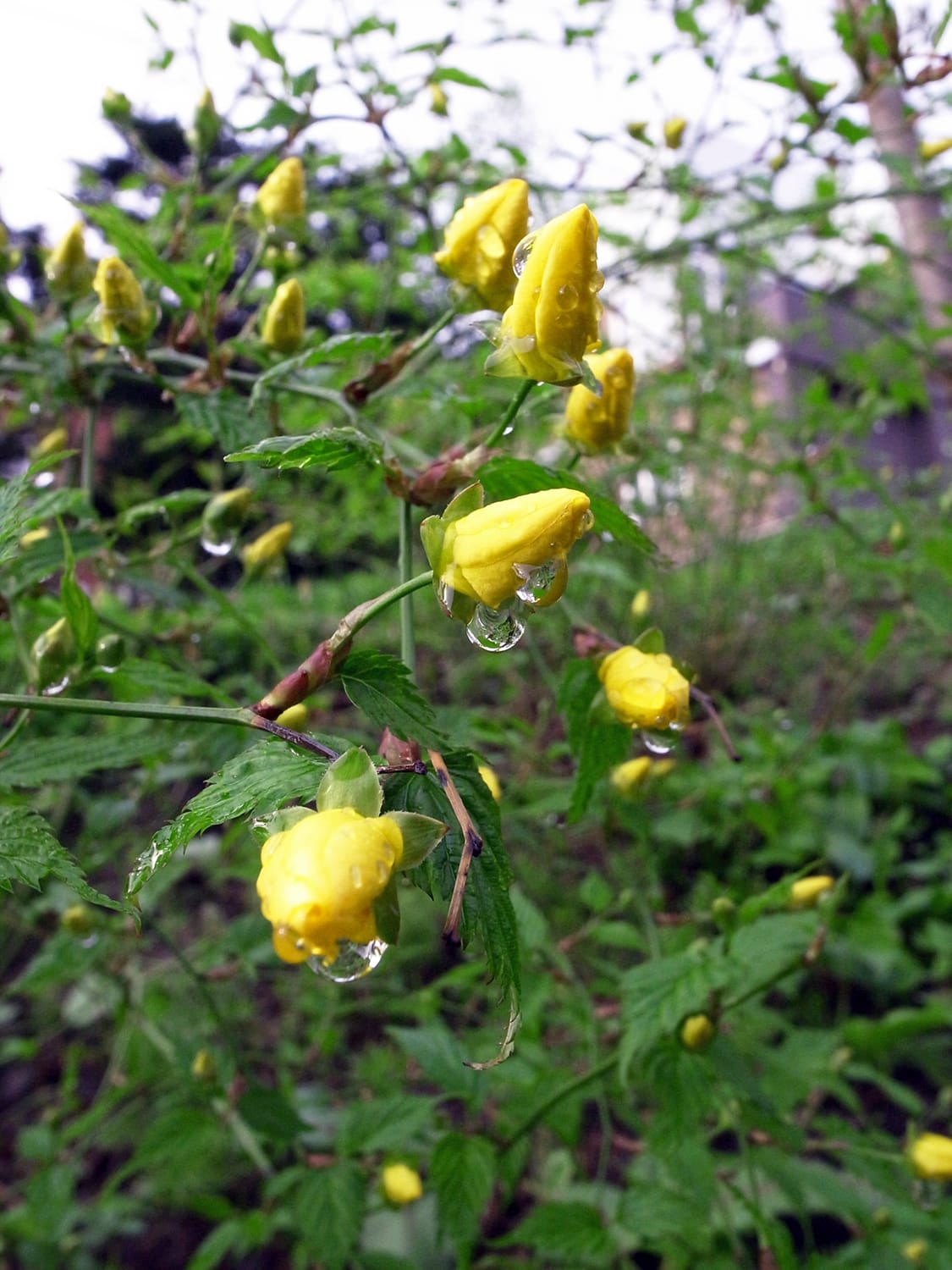 雨雫とヤマブキの花ツボミ