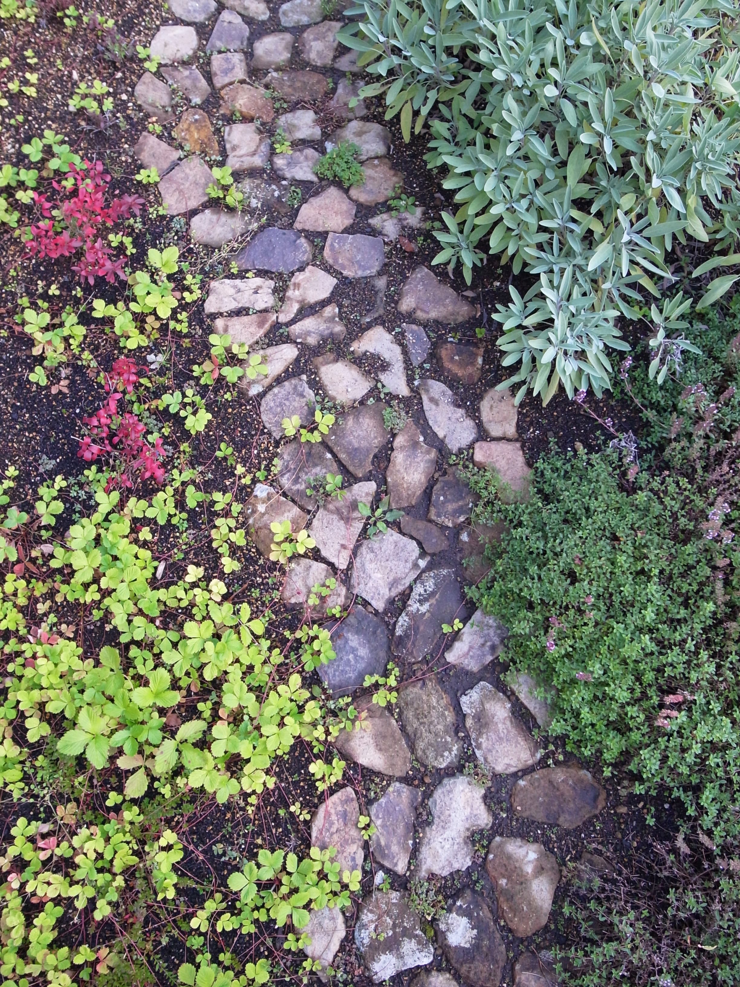 サビ石の小径と色々なハーブの葉　ワイルドストロベリー タイム セージ