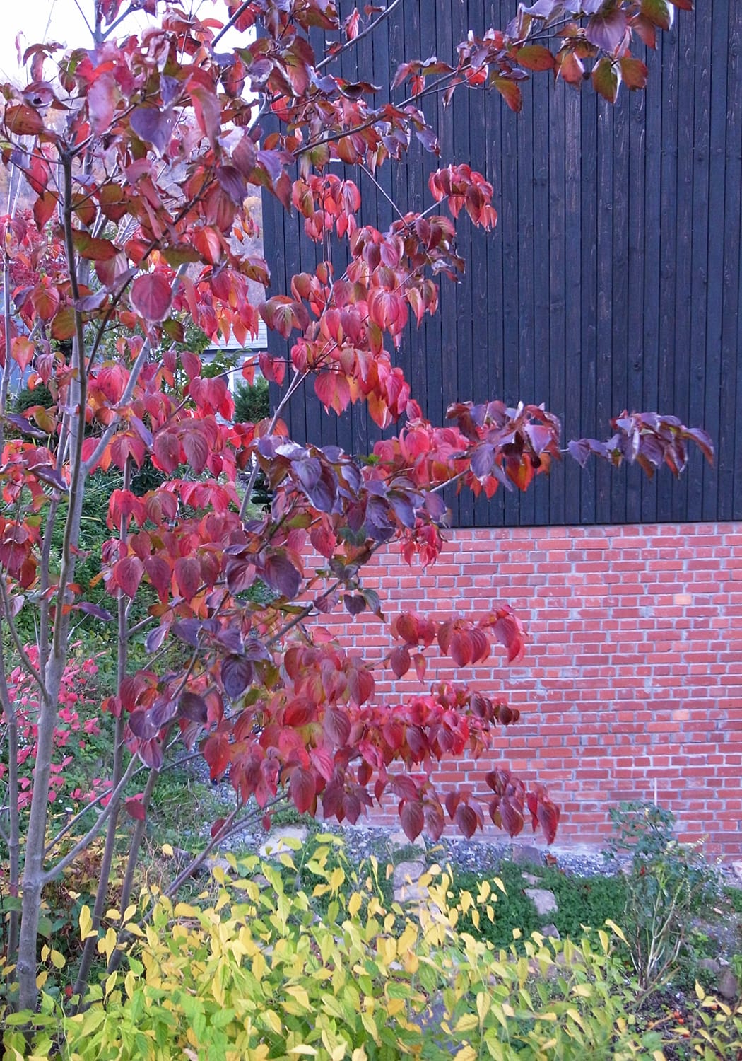 ヤマボウシの紅葉とヤマブキの黄葉と赤レンガと黒い板の壁