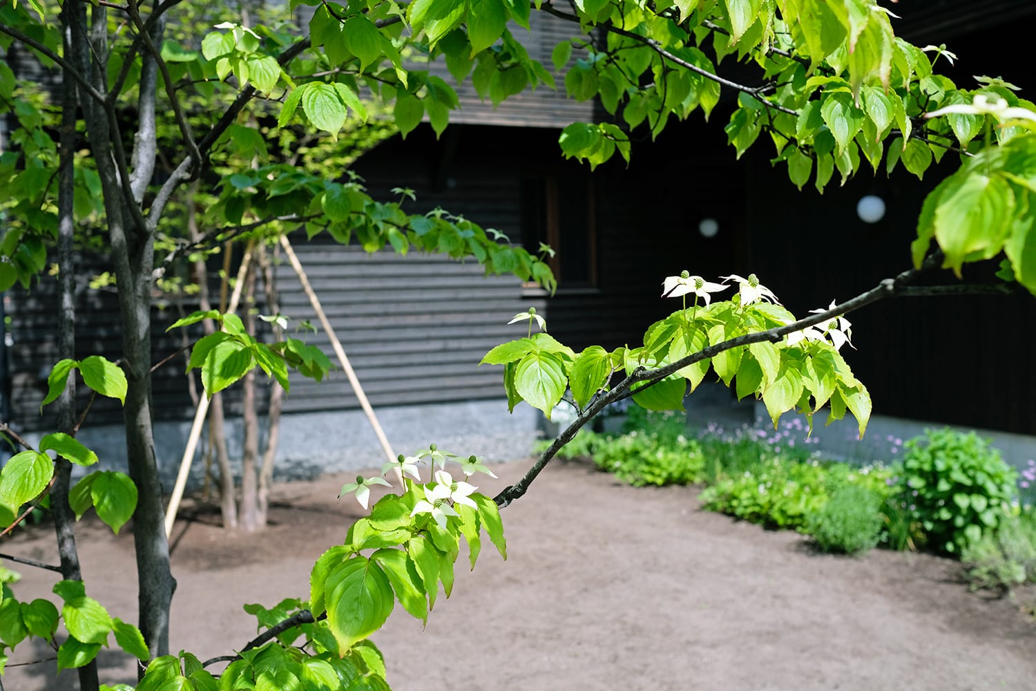 ヤマボウシの枝葉が被る家