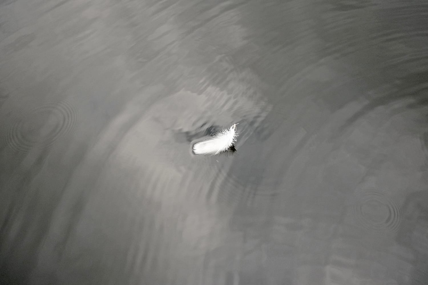 晩秋のポロト湖に浮かぶ純白の羽毛