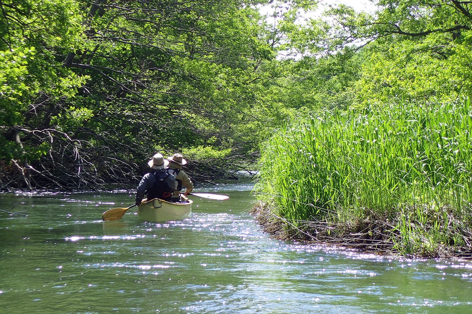 釧路川の河畔林と葦原の間を進む白いタンデムのカナディアンカヌー