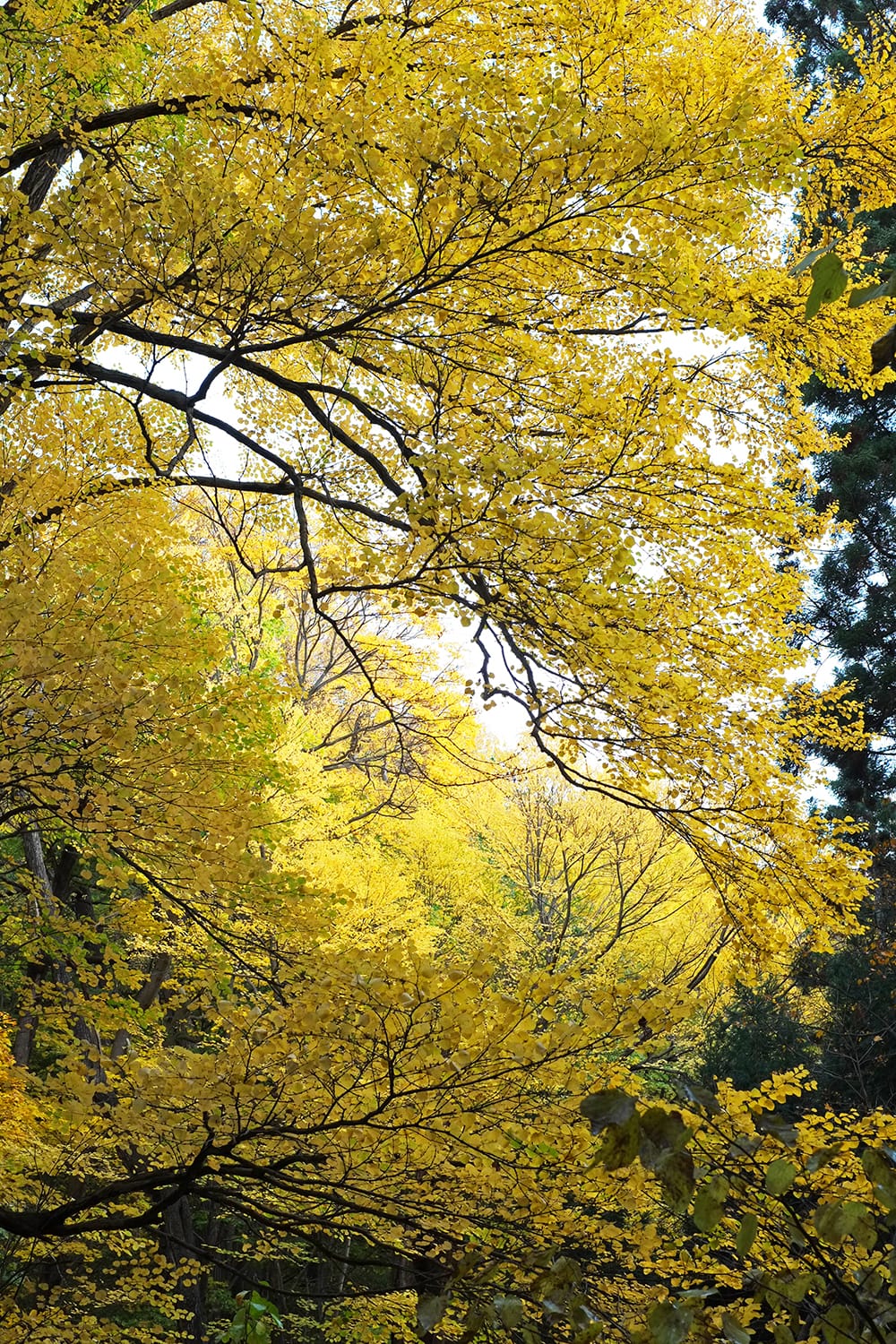 円山原始林のカツラの黄葉
