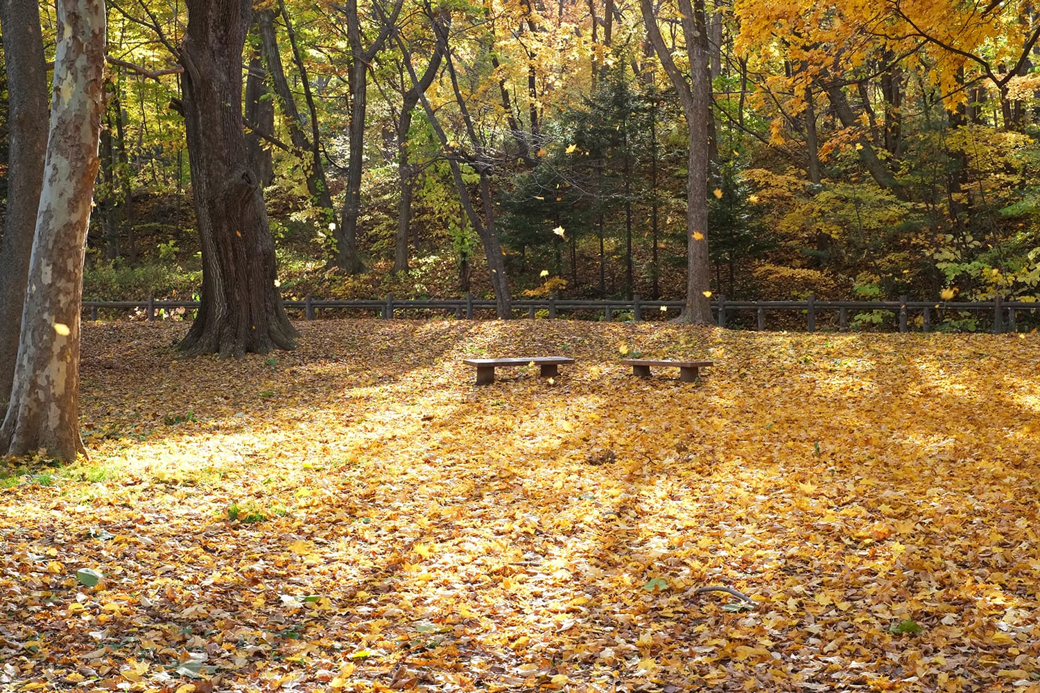 円山公園のカエデの落葉