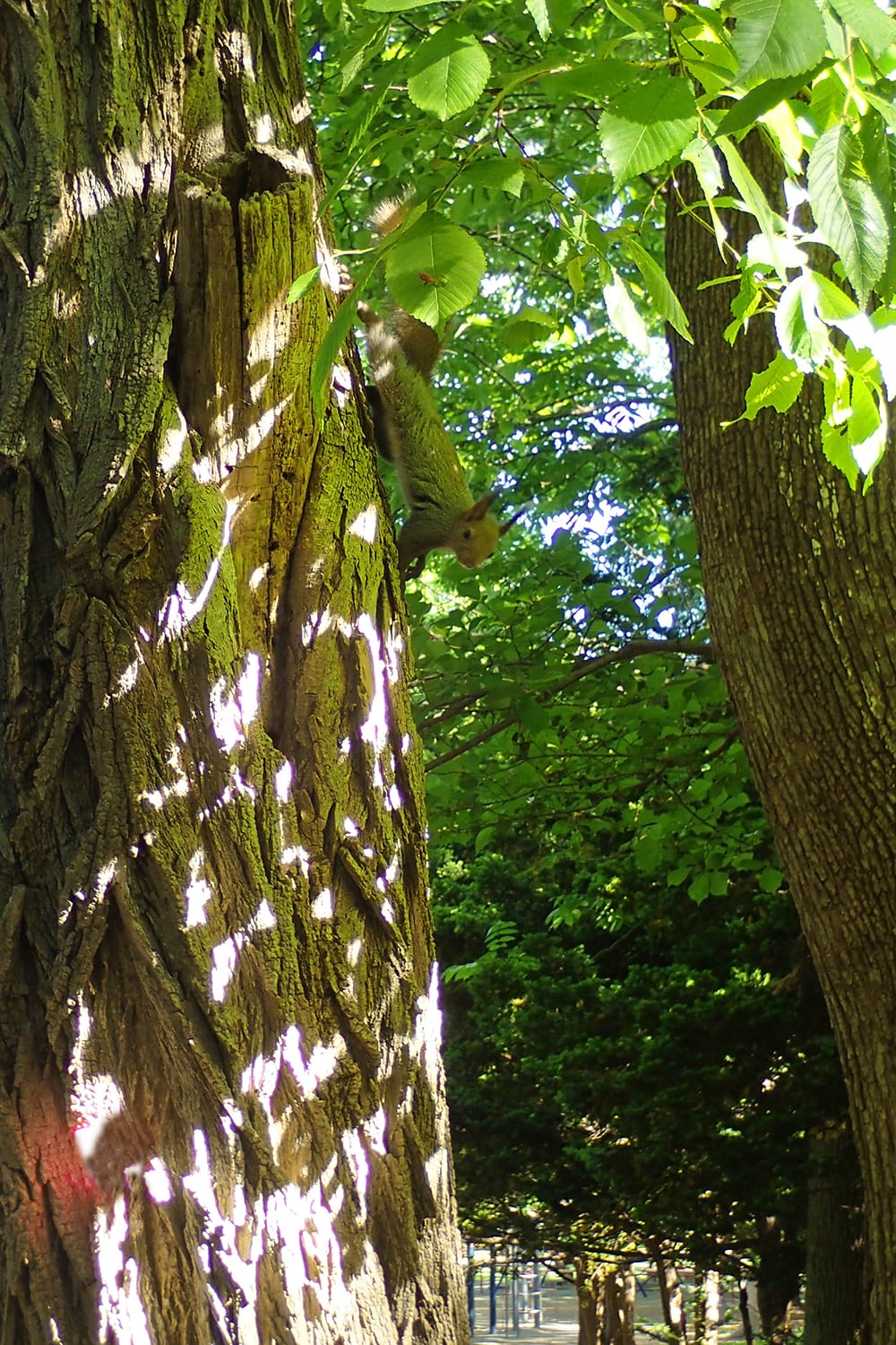 札幌円山公園の樹から降りてくるエゾリス