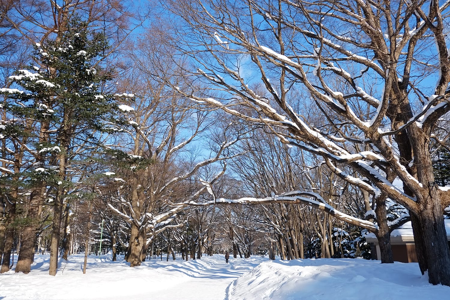 雪積もる円山公園