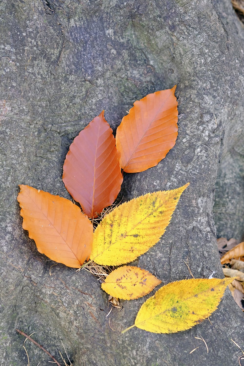 円山公園のブナの紅葉とハルニレの黄葉の落ち葉
