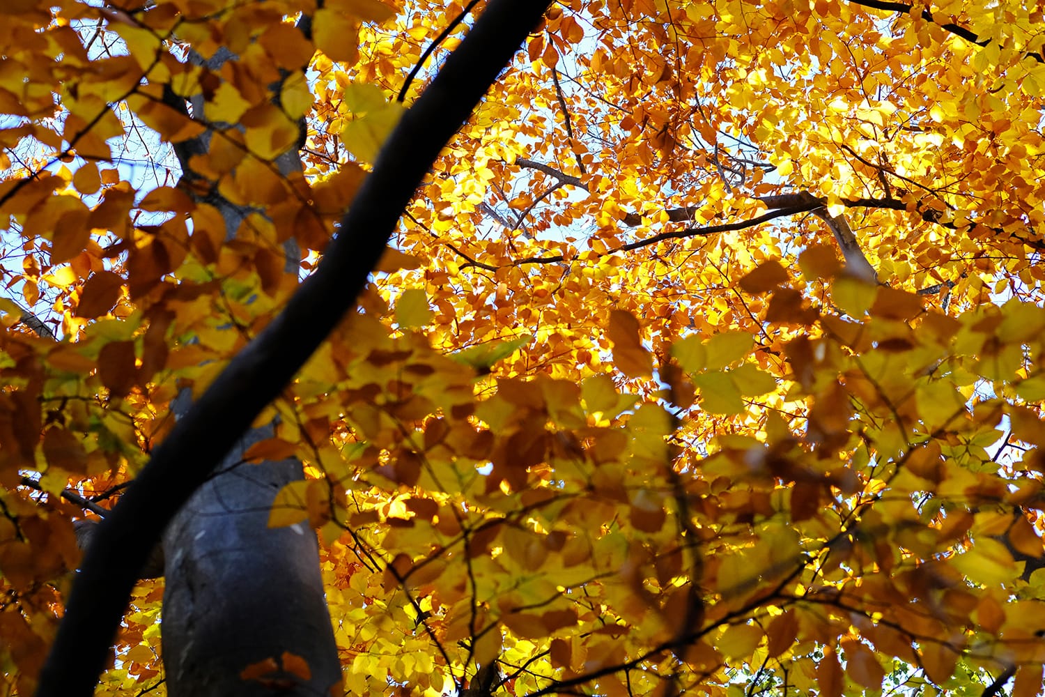 札幌 円山公園のブナの紅葉を見上げる