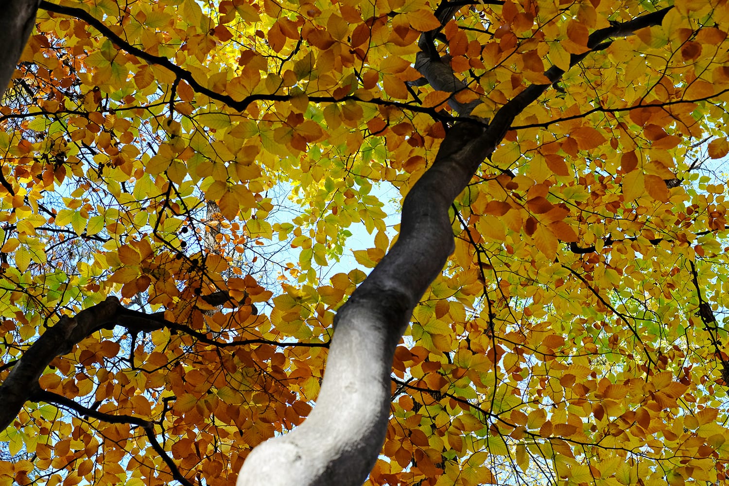 札幌市円山公園のブナ 秋の黄葉を見上げてみる