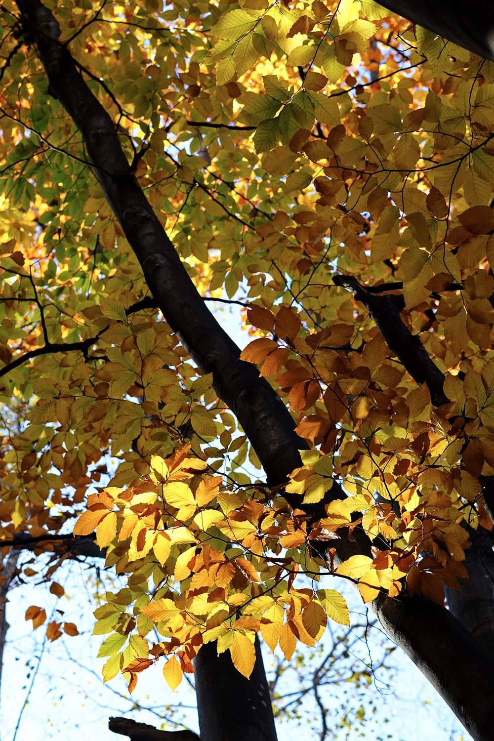 札幌 円山公園のブナの黄葉