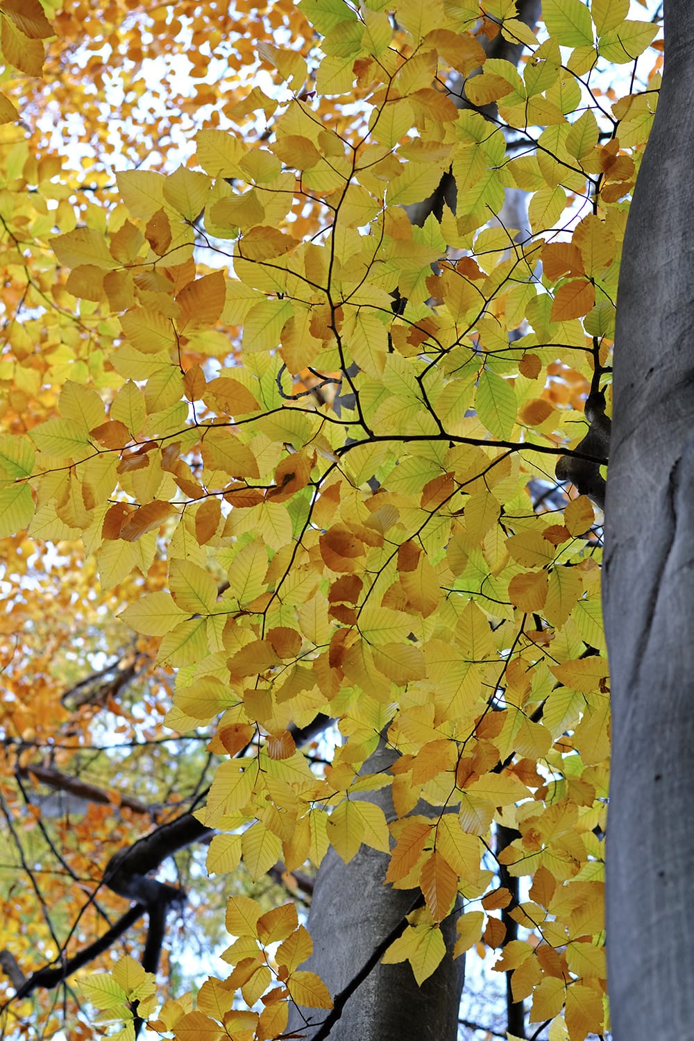 秋の札幌円山公園のブナの黄葉に目をとめる