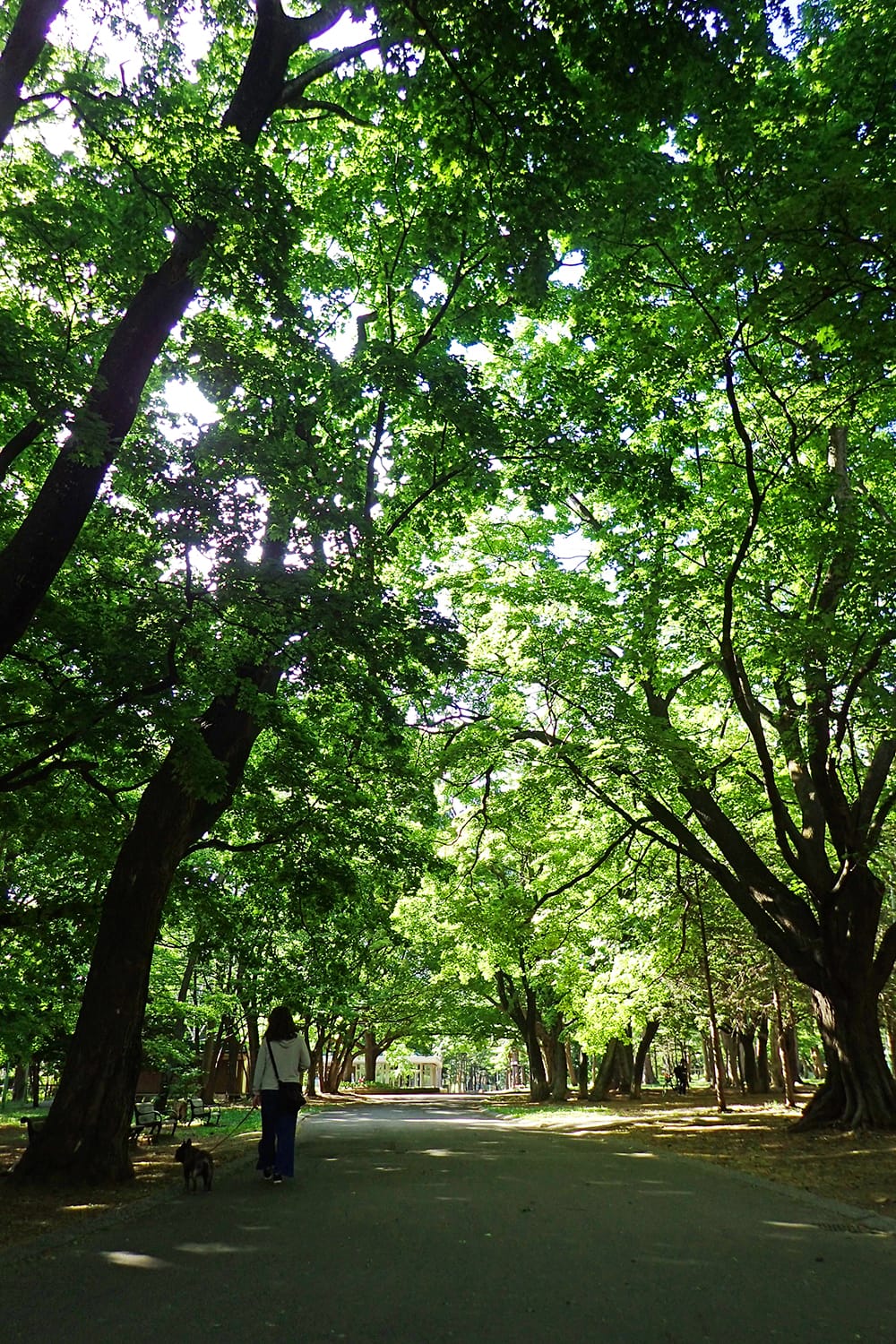 円山公園の新緑と遊歩道