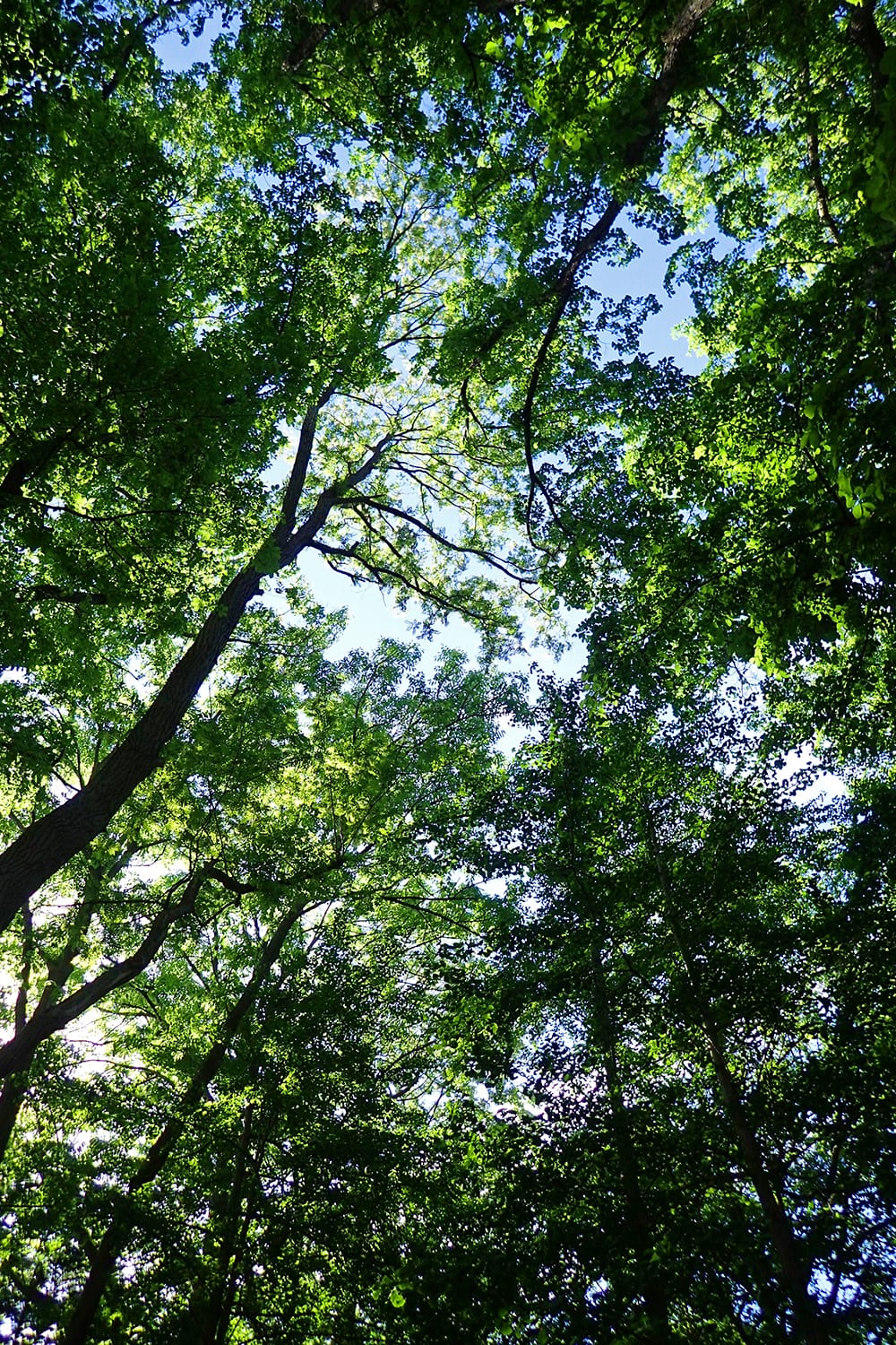 円山公園の樹々の新緑を見上げる