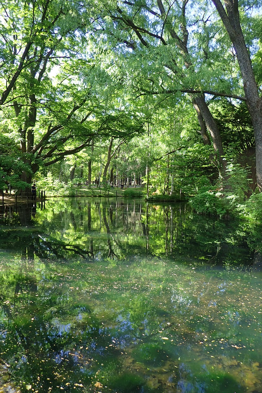 札幌市円山公園の池の新緑