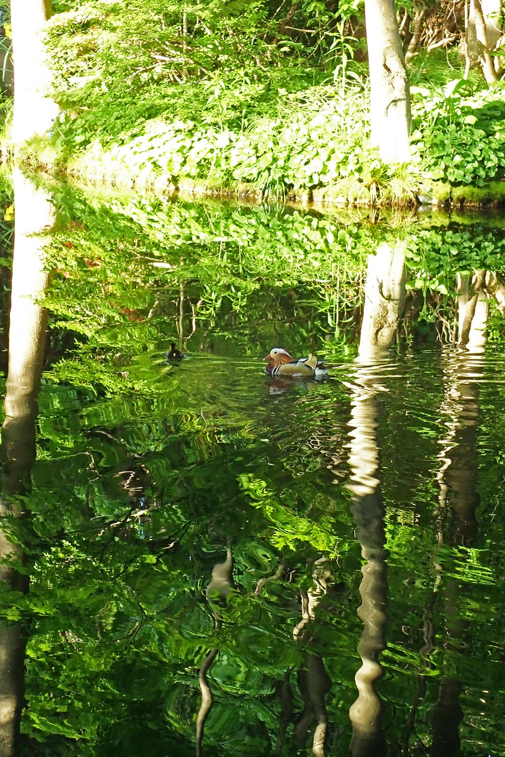 札幌 円山公園の池のオシドリと子ガモ