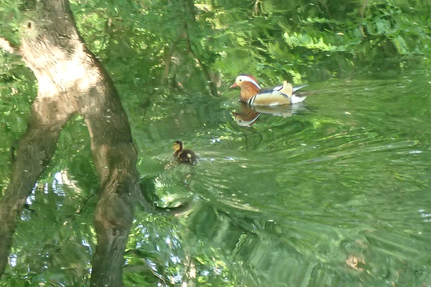 円山公園の池にてオシドリと子鴨が泳ぐ