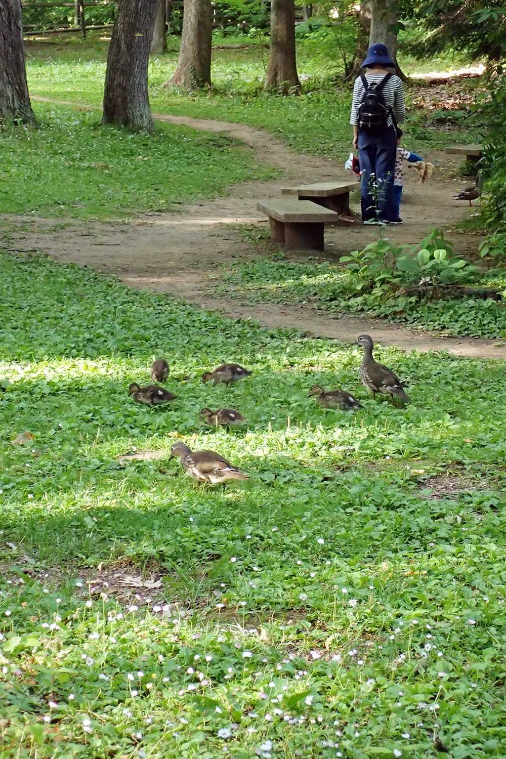 円山公園のオシドリ子育て 芝生に上がる