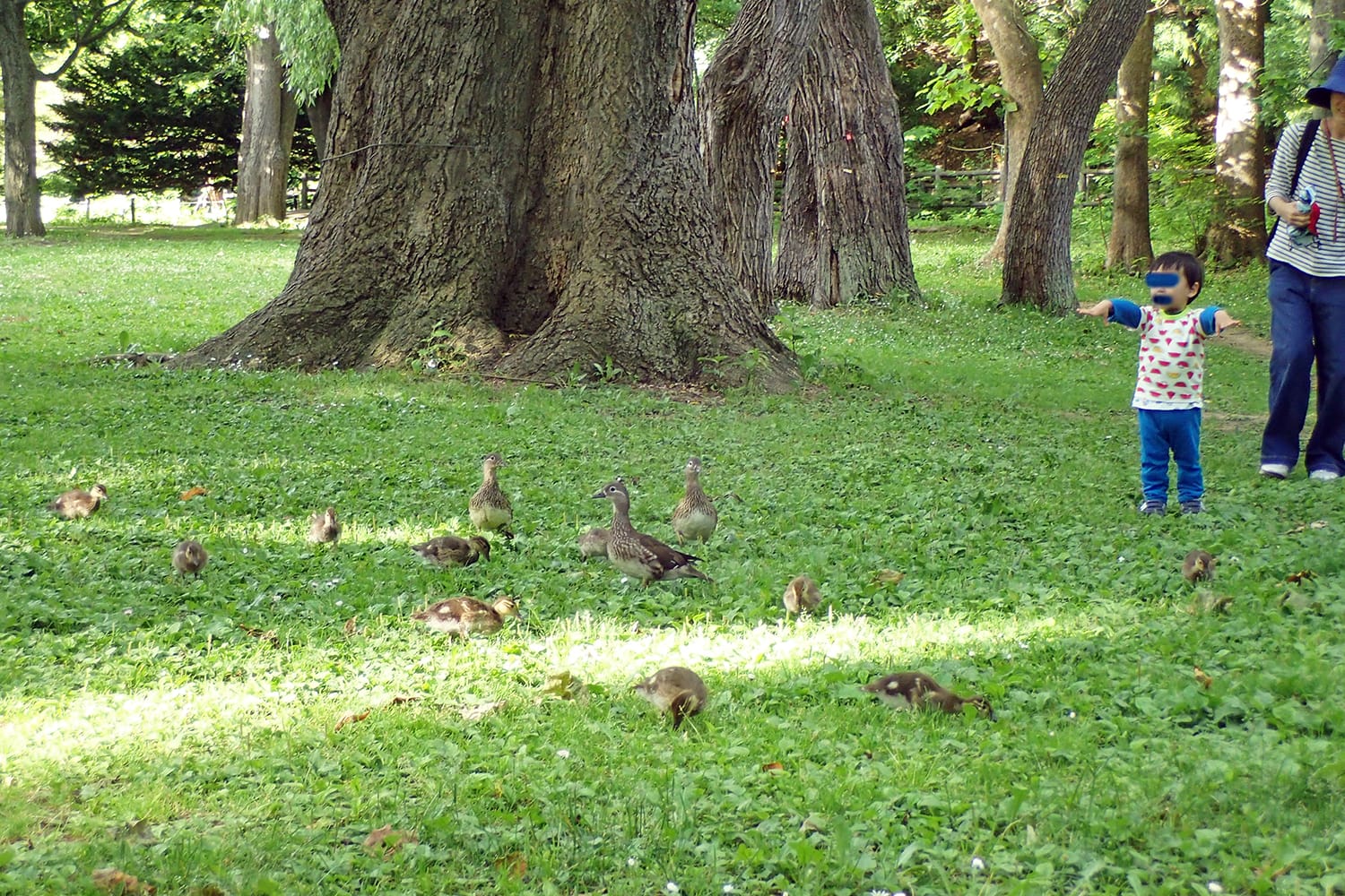 オシドリの親鳥と雛が円山公園の芝生の中をついばんでいるのを人の子が喜んで近づく