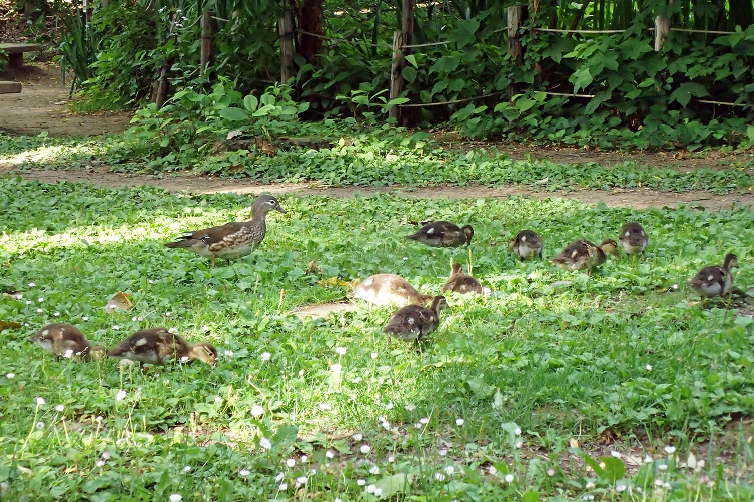 オシドリの幼鳥（雛）が芝生の中をついばみそれを見守る親鳥