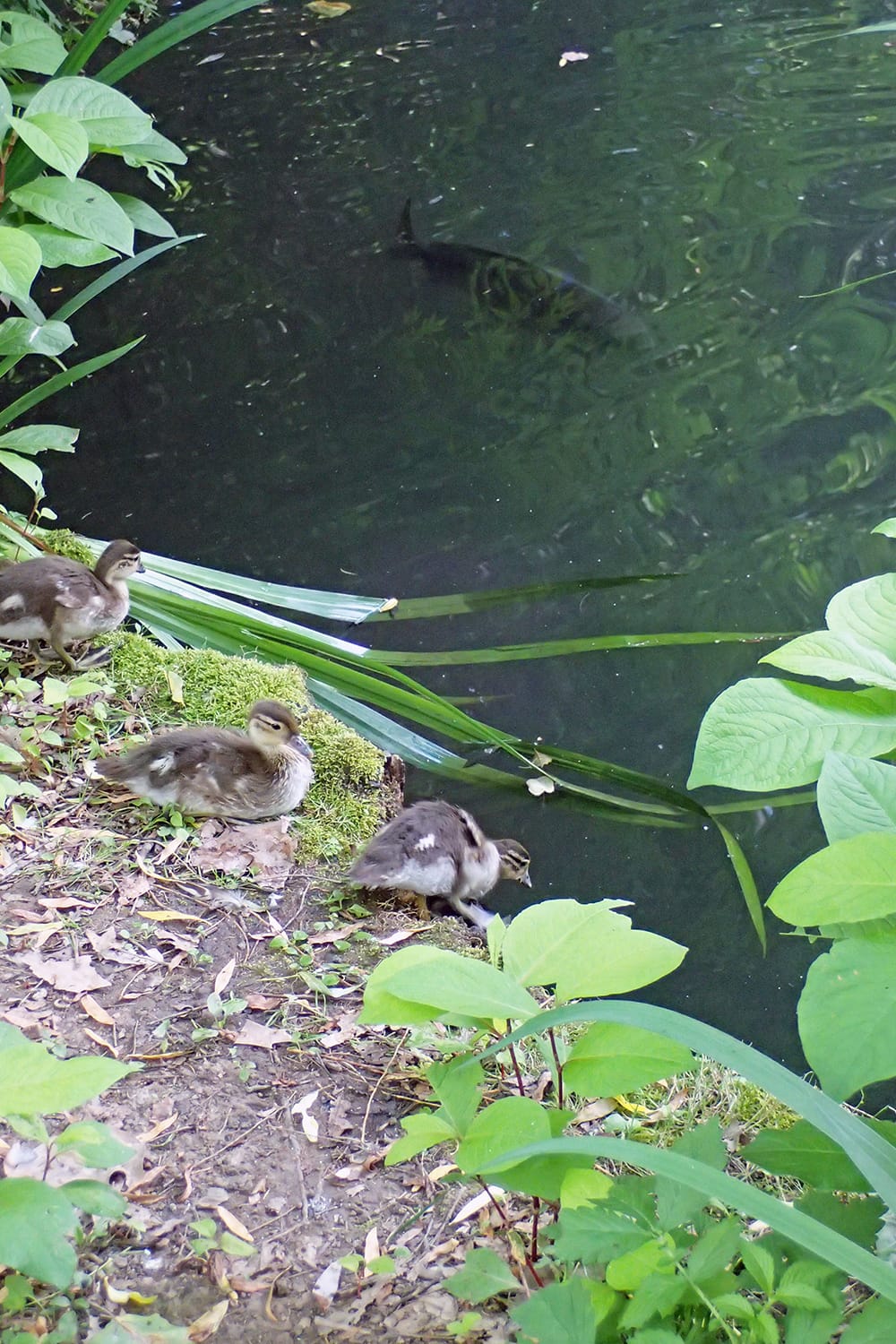 円山公園の池に入ろうとするオシドリの幼鳥（雛）