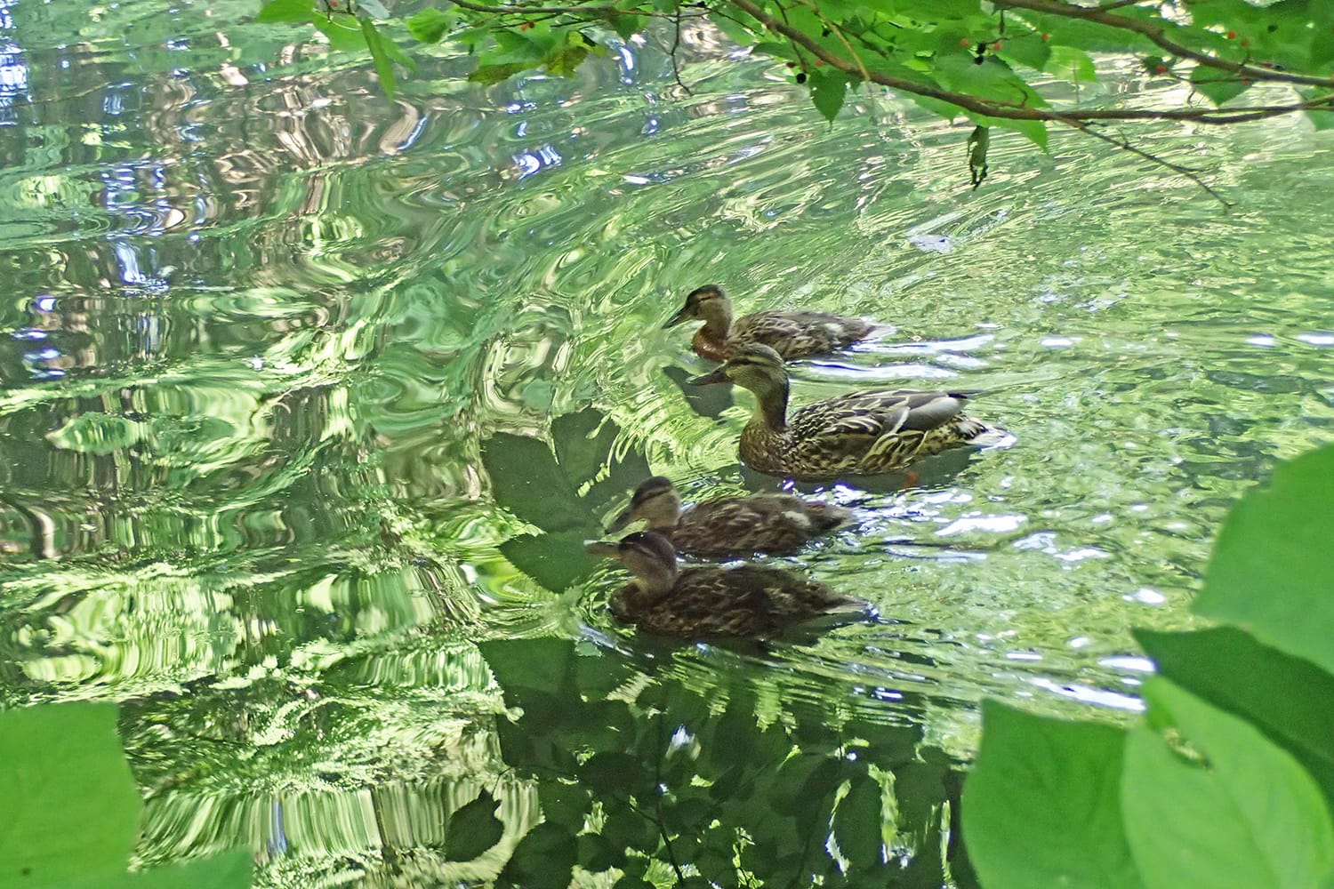 池を泳ぐマガモ（真鴨）の親子 幼鳥3羽と親鳥1羽