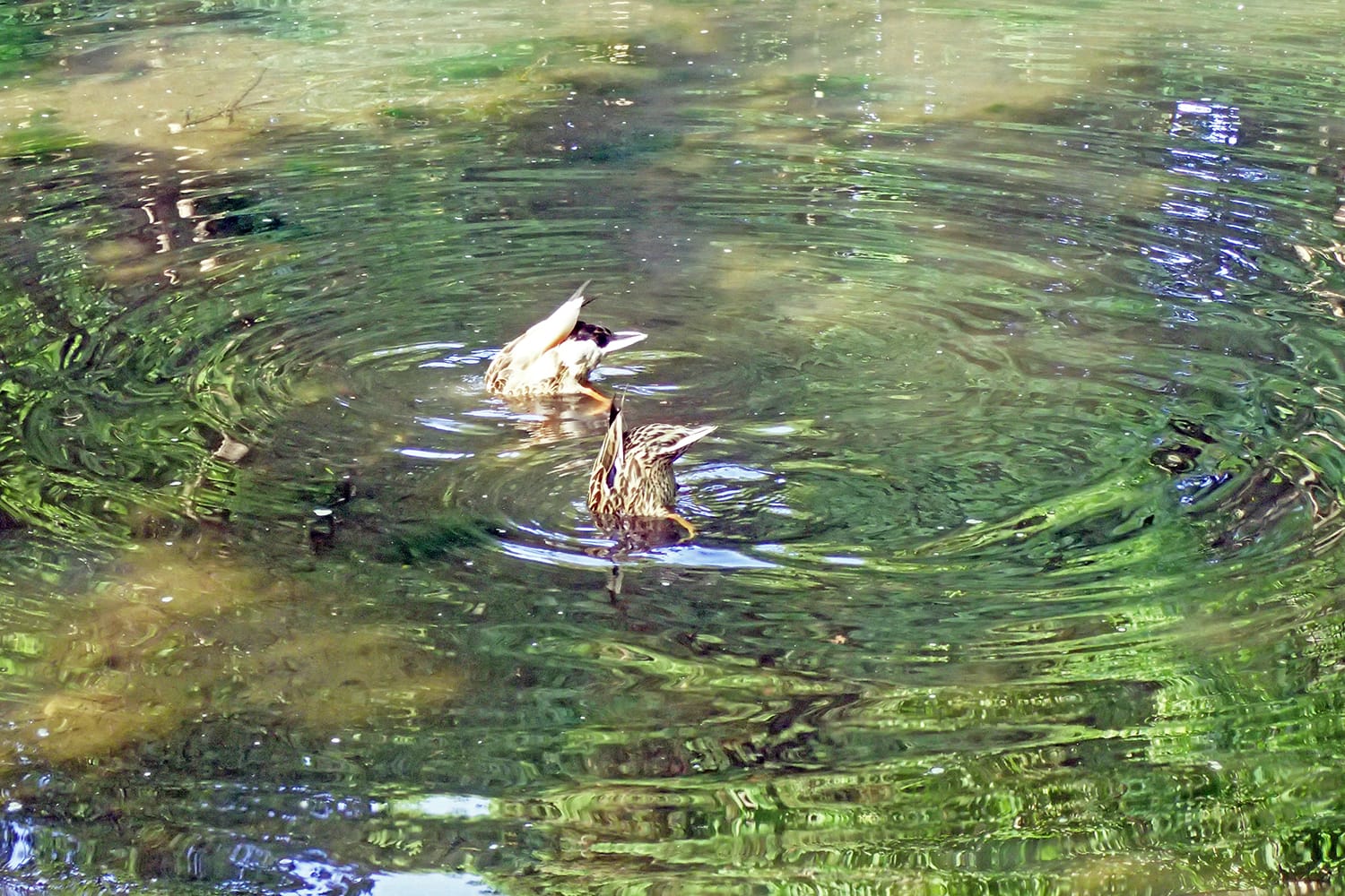 円山公の池で鴨のつがいが逆立ち
