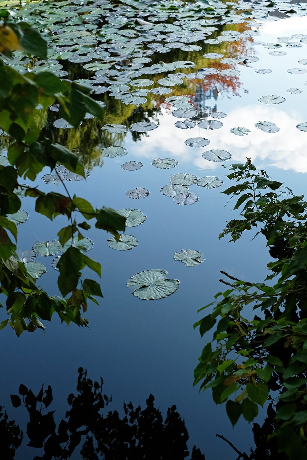 秋の北海道庁赤レンガ庁舎の池の睡蓮（スイレン）