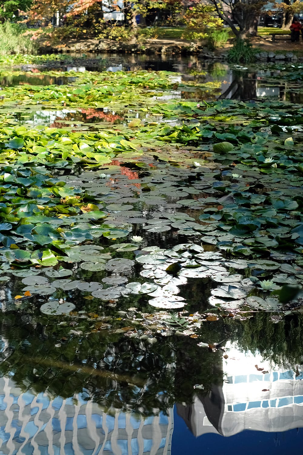 秋の道庁赤レンガ庁舎の池で咲いている睡蓮の白い花と水面に映るビル