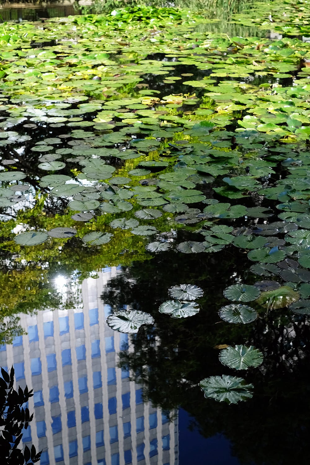 秋の赤れんが庁舎の池の睡蓮と水面に映るビル