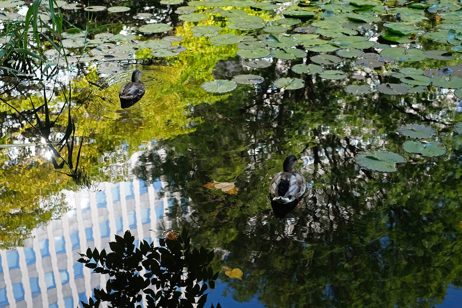 北海道庁赤れんが庁舎の池の鏡のような水面に佇むカモの番いと波紋と睡蓮と映るビル