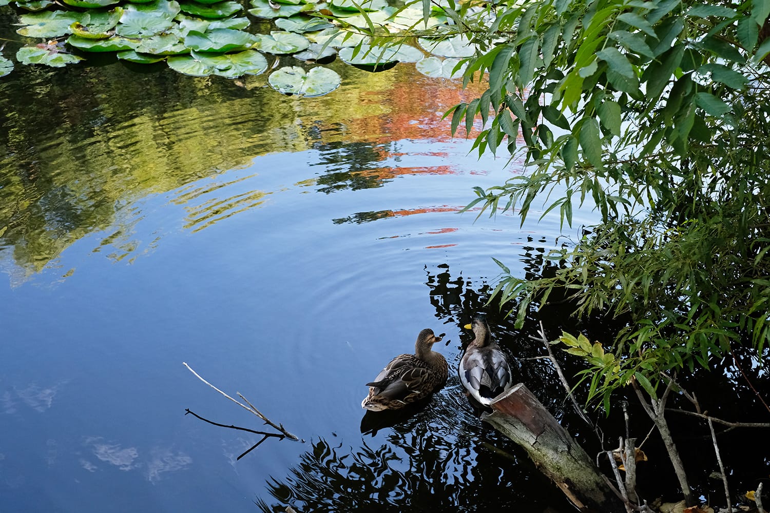 秋の赤レンガ庁舎の池で寄り添うマガモの番い
