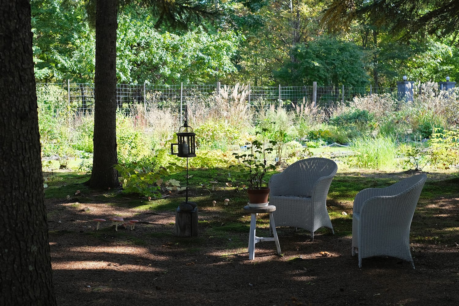 エゾマツトドマツの林床に生えるベニテングタケと白い椅子と鳥籠 ミオン農苑の秋の庭