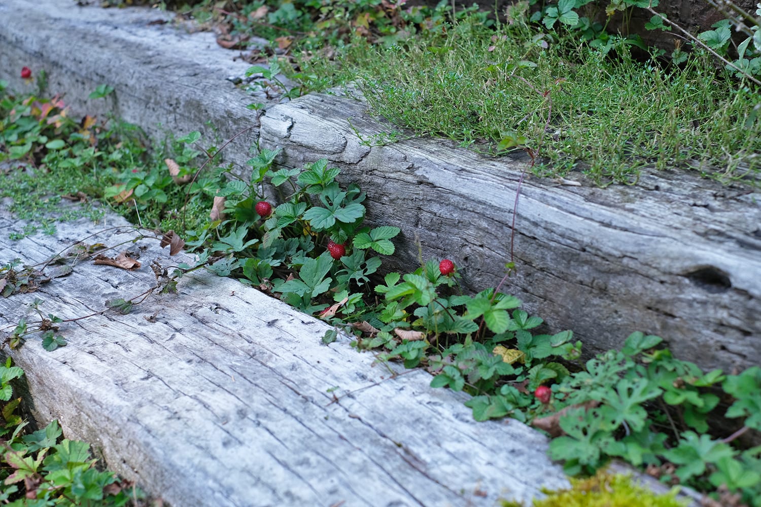 ミオン農苑（のうえん）の枕木段のヘビイチゴ