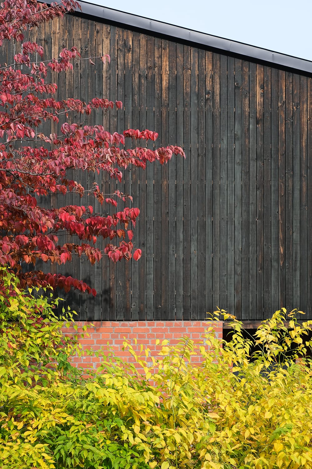 ヤマボウシの紅葉とヤマブキの黄葉と黒い板壁と赤いレンガ壁