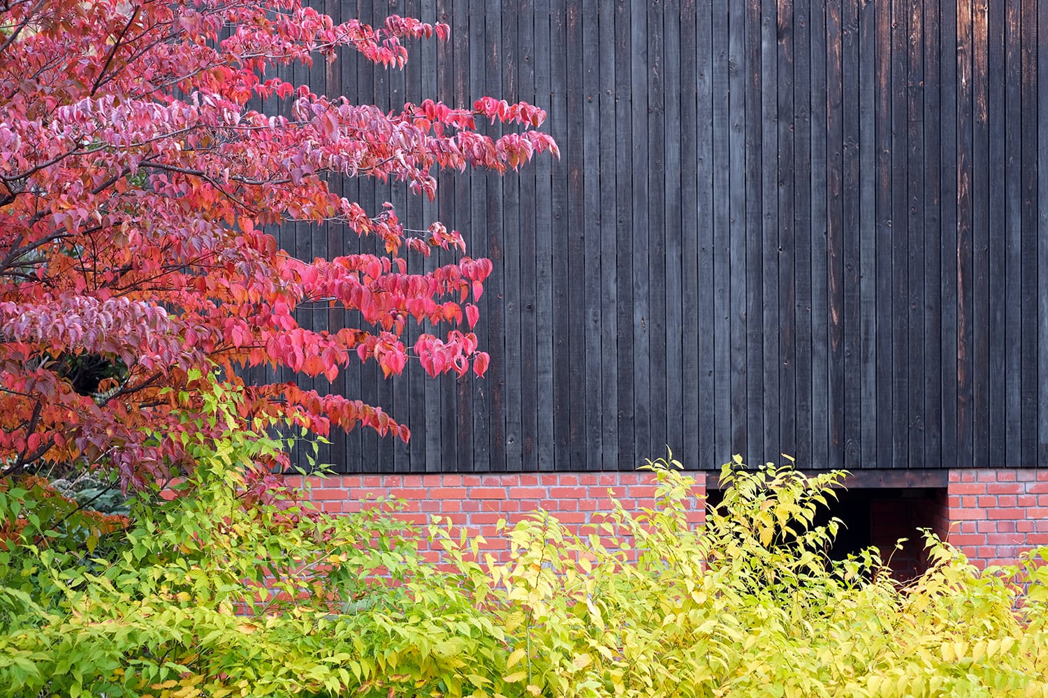 11月上旬の札幌の庭のヤマボウシの紅葉とヤマブキの黄葉
