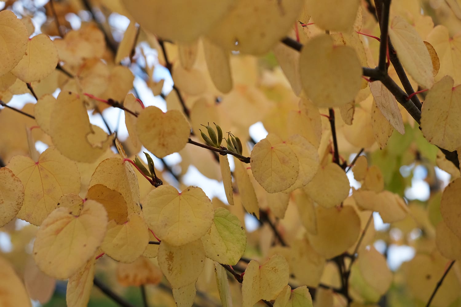 黄葉したカツラの葉と袋果