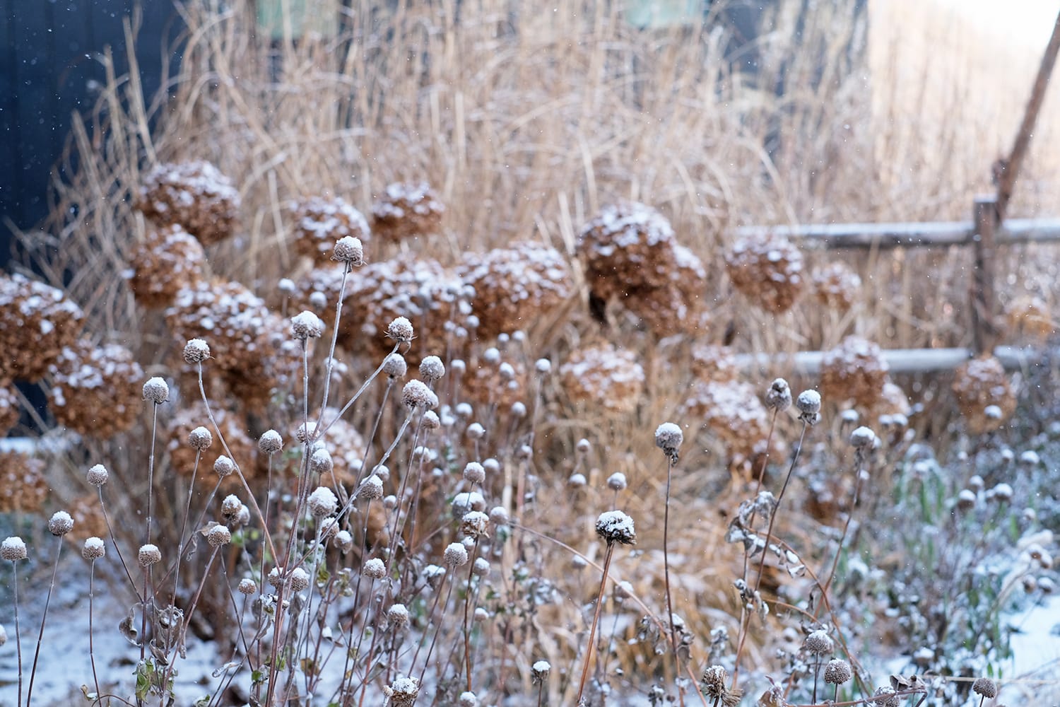 枯れたワイルドベルガモットとアナベルとススキの庭に雪が積もっていく