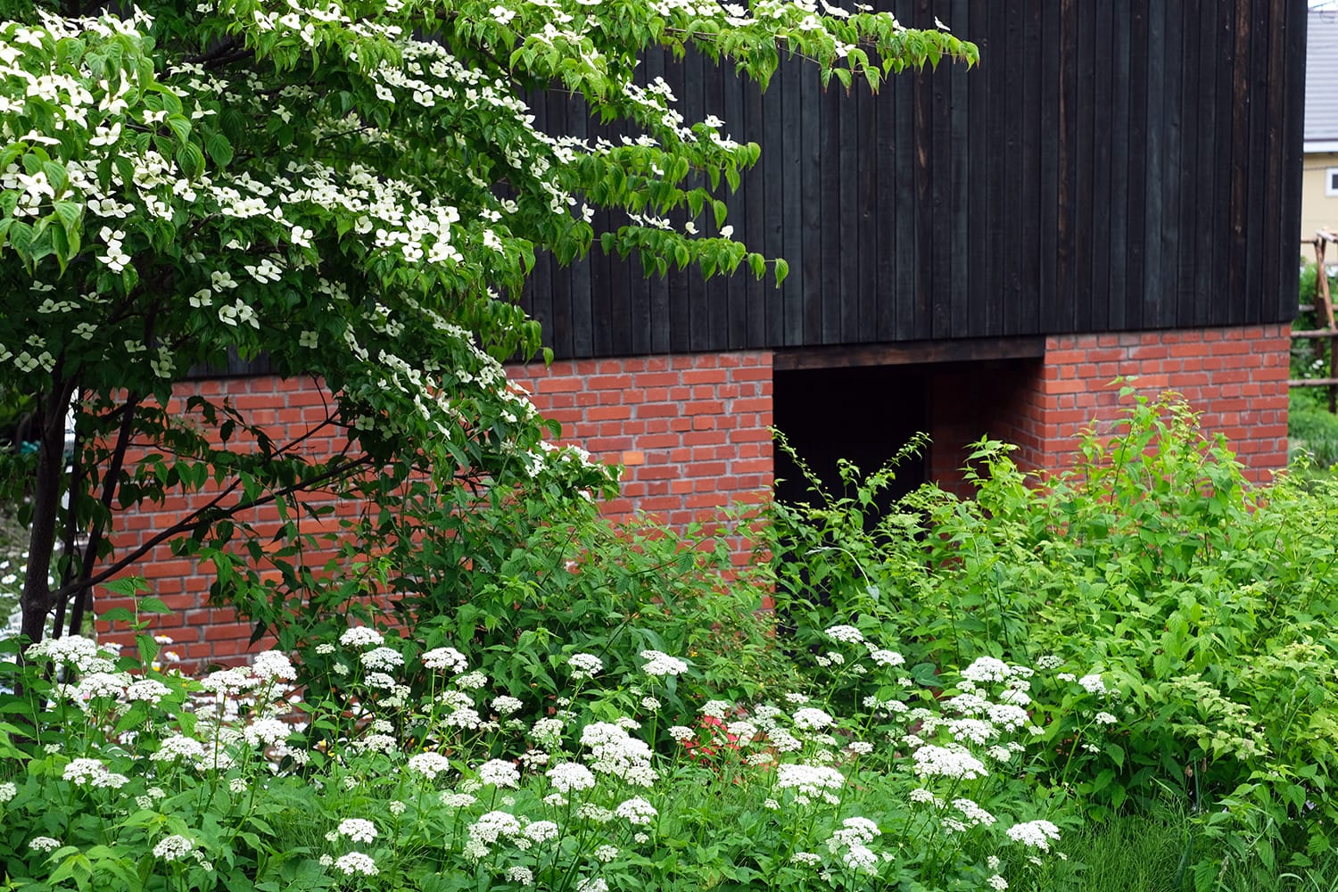 初夏の緑と白花に埋もれるようになる赤レンガ積みと黒い板張りの壁の家