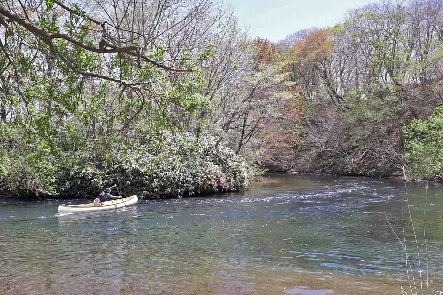 新緑が芽生えてきた5月中旬の千歳川でカナディアンカヌーを漕ぐ
