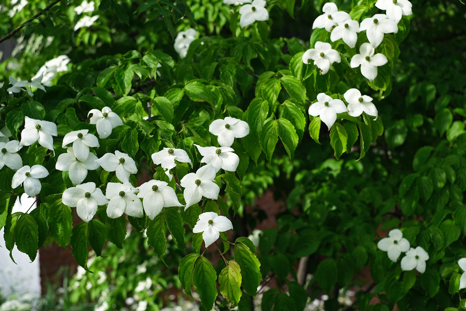 6月の札幌の庭で白い花咲くヤマボウシ