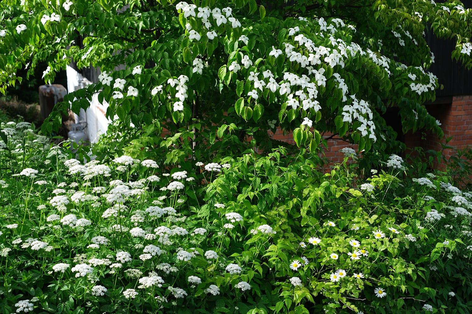 ヤマボウシとイワミツバとマーガレットの白い花